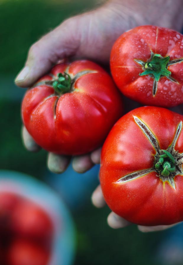 3 reife rote Tomaten liegen in zwei Händen.